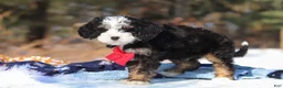 Mini Bernedoodle dogs for sale: Liam - Ad 6