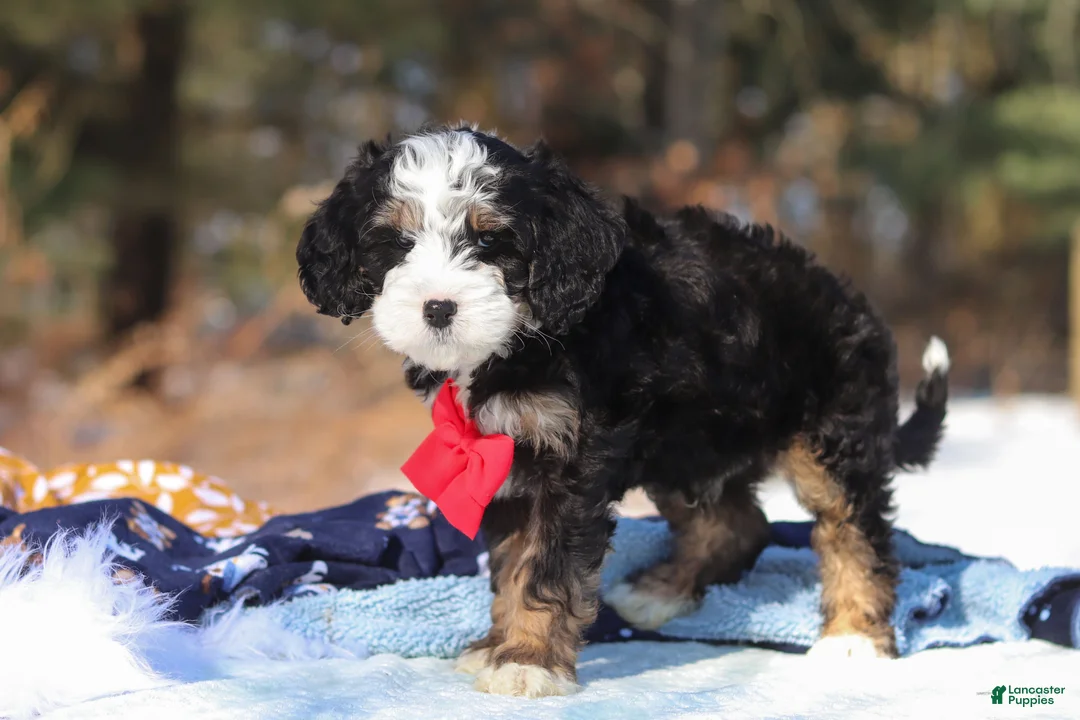 Mini Bernedoodle dogs for sale: Liam - Ad 6