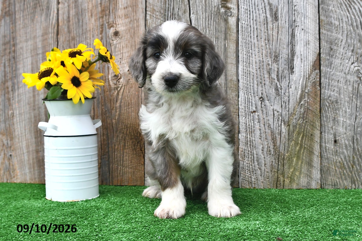 Mini Aussiedoodle dogs Alex - Ad 2