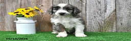 Mini Aussiedoodle dogs for sale: Alex - Ad 2