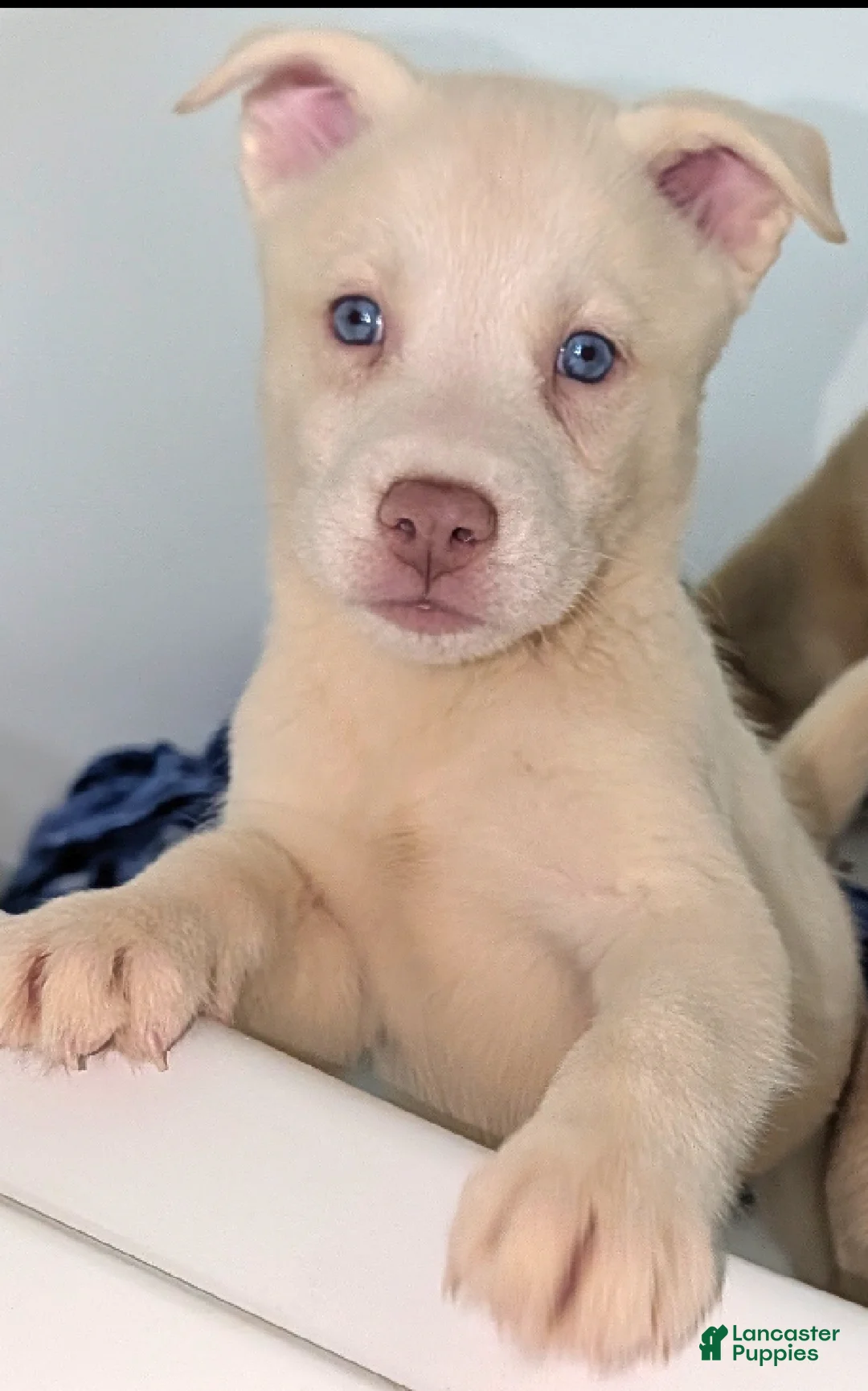 Pitsky dogs for sale: Tina - Ad 2