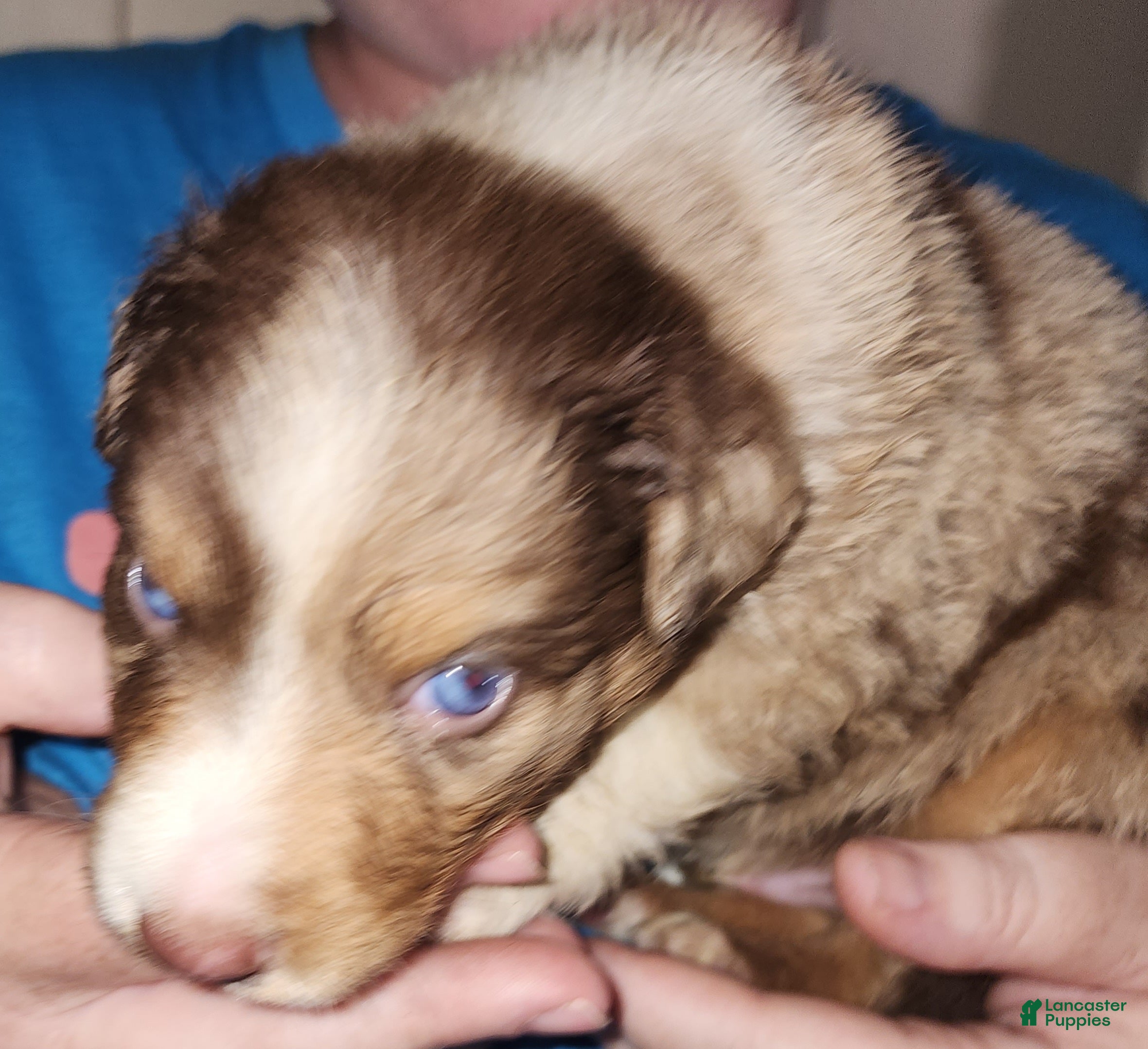 Australian Shepherd dogs Australian Shepherd Red Merle Male 3 - Ad 2