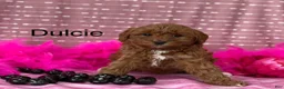Cavapoo dogs for sale: Dulcie  - Ad 1