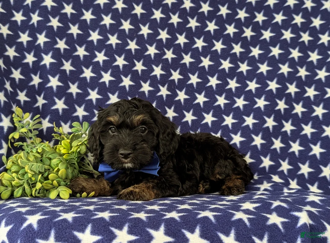 Cockapoo dogs for sale: Augustus - Ad 4