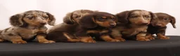 Dachshund dogs for sale: Duke - Ad 23