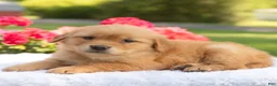 Golden Retriever dogs for sale: Sofia  - Ad 2