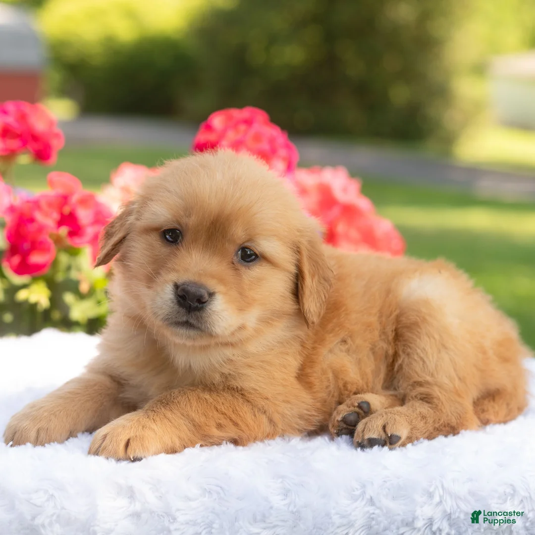 Golden Retriever dogs for sale: Sofia  - Ad 2