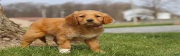 Golden Retriever dogs for sale: Iris - Ad 6