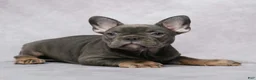 French Bulldog dogs for sale: Gia - Ad 7