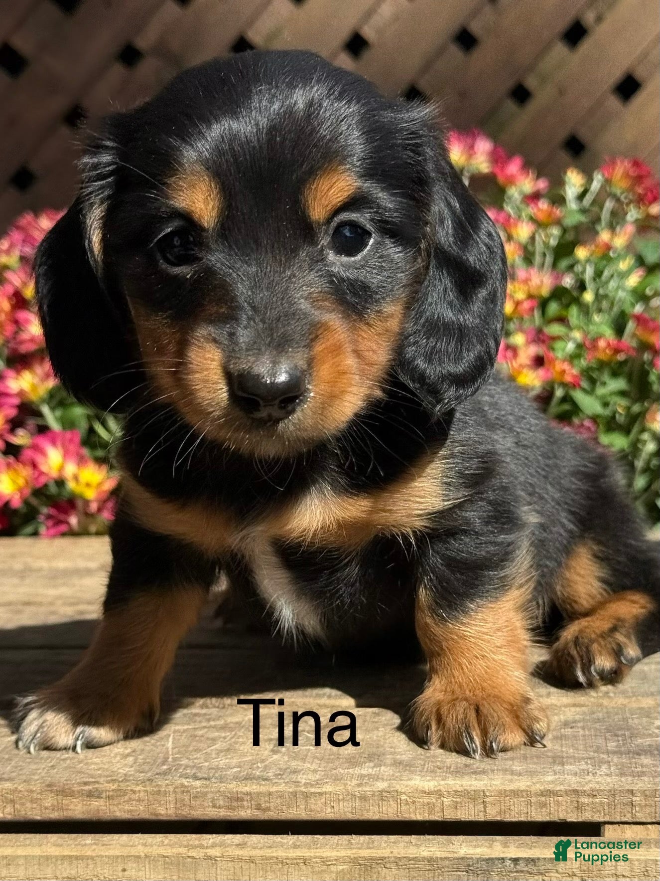 Miniature Dachshund dogs Tina - Ad 1