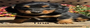 Tina