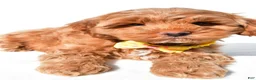 Cockapoo dogs for sale: Echo - Ad 4