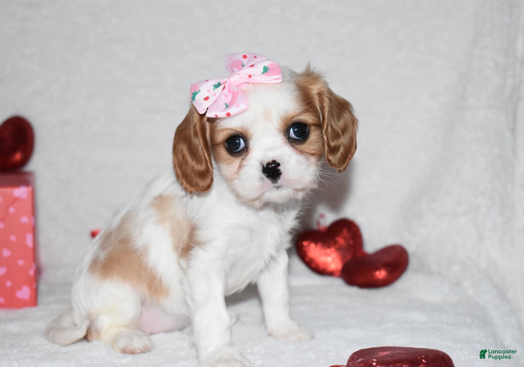 Cavalier King Charles Spaniel dogs for sale: Octavia  - Ad 7