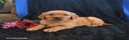 Golden Retriever dogs for sale: Josie - Ad 1