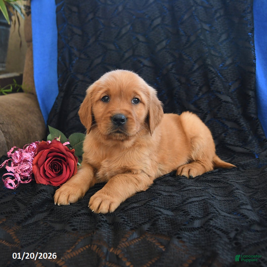 Golden Retriever dogs for sale: Josie - Ad 1