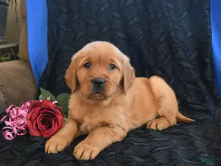 Golden Retriever dogs Josie - Ad 15