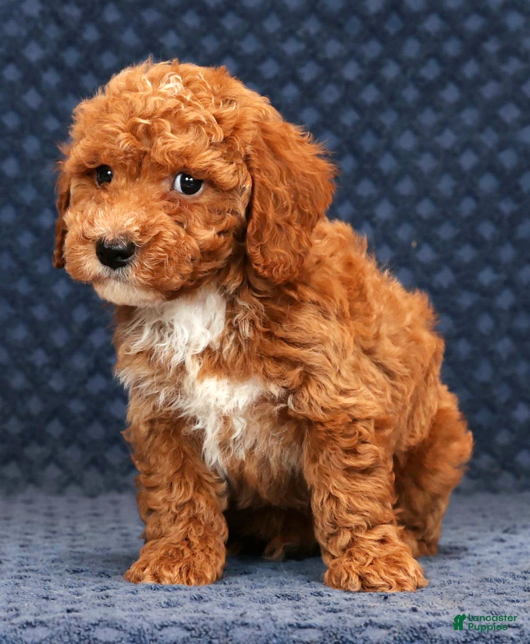 Bichpoo dogs for sale: Everett - Ad 4