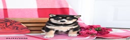 Shiba Inu dogs for sale: Bessie - Ad 2