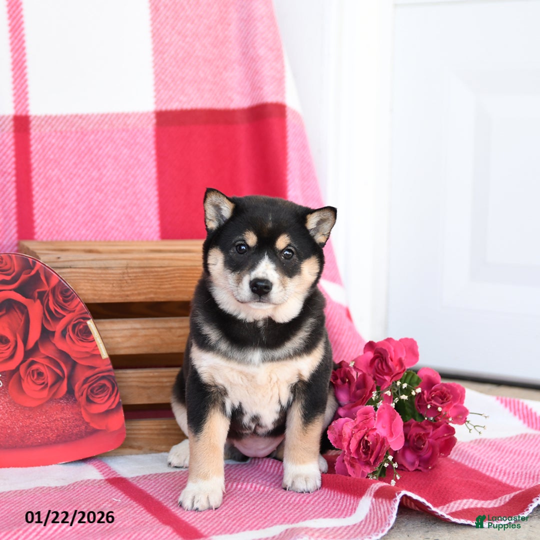 Shiba Inu dogs for sale: Bessie - Ad 2