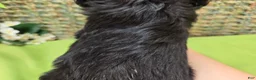 Cavapoo dogs for sale: Trigger - Ad 23