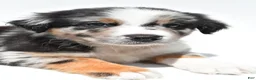 Australian Shepherd dogs for sale: Cody - Ad 5