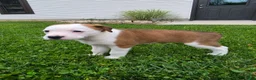 Mixed Breed dogs for sale: Layla - Ad 4