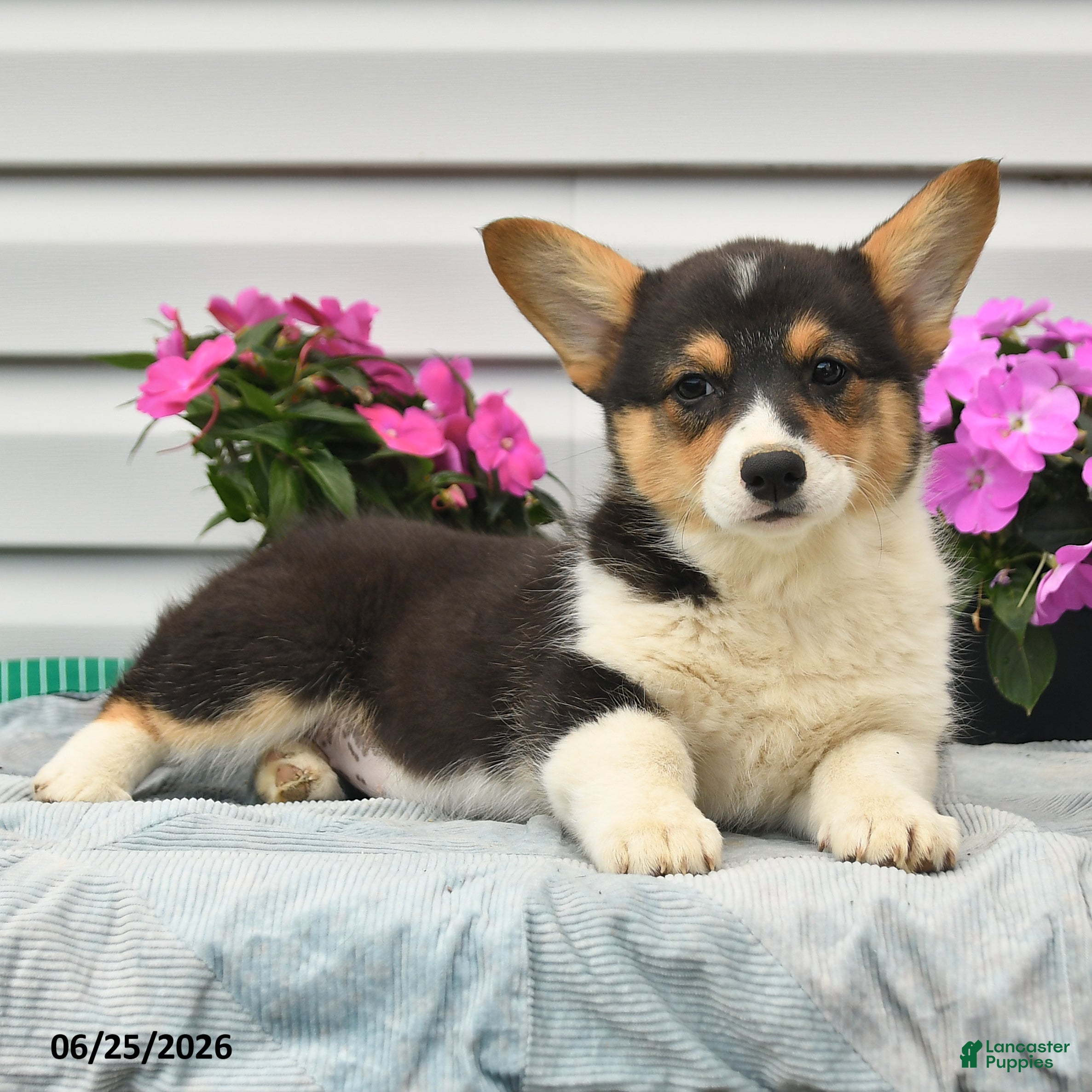 Welsh Corgi Pembroke dogs Ruby - Ad 2