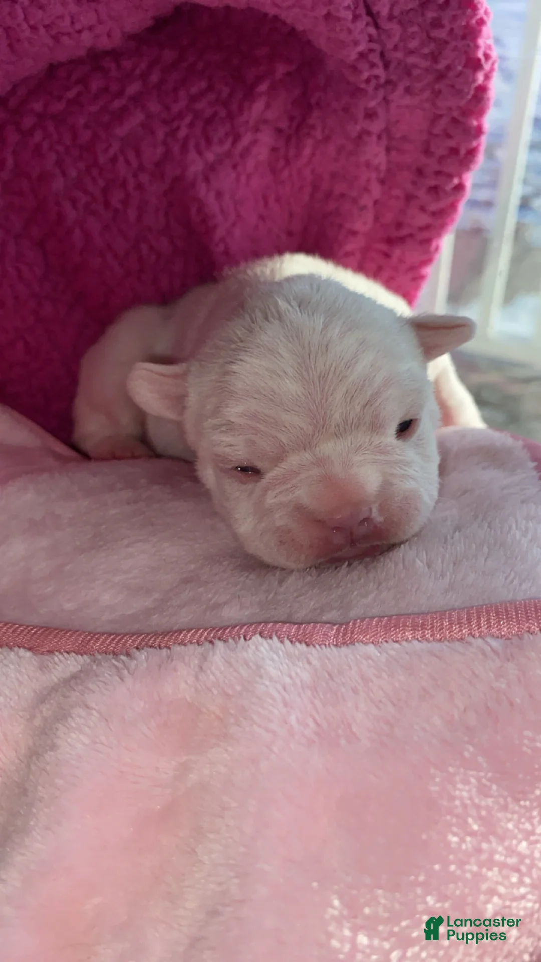 French Bulldog dogs for sale: French Bulldog Puppy 1 - Ad 1