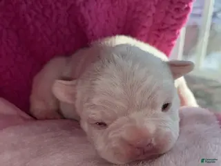 French Bulldog dogs French Bulldog Puppy 1 - Ad 10