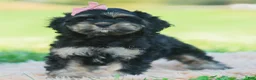 Cavapoo dogs for sale: Jennie - Ad 4