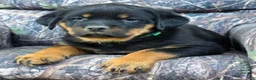 Rottweiler dogs for sale: Chad - Ad 2