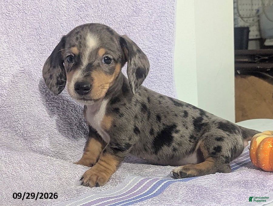 Dachshund