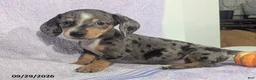 Dachshund dogs for sale: Larry Short - Ad 1