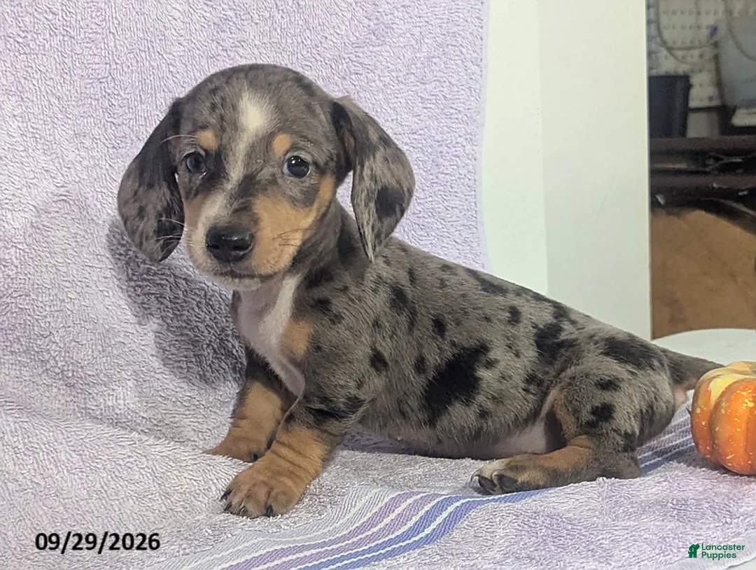 Dachshund dogs for sale: Larry Short - Ad 1