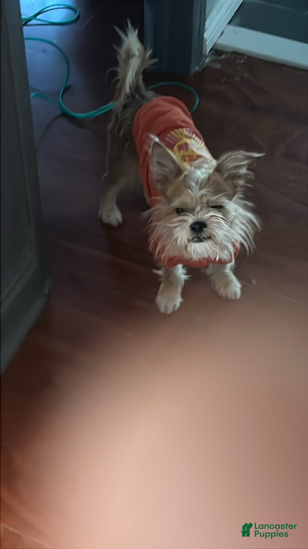 Mixed Breed dogs Mixed Breed Puppy 1 - Ad 1