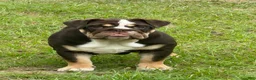 English Bulldog dogs for sale: English Bulldog Puppy 1 - Ad 1