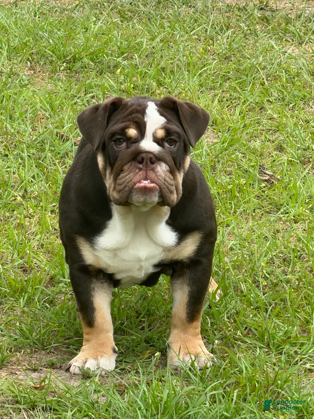 English Bulldog dogs for sale: English Bulldog Puppy 1 - Ad 1