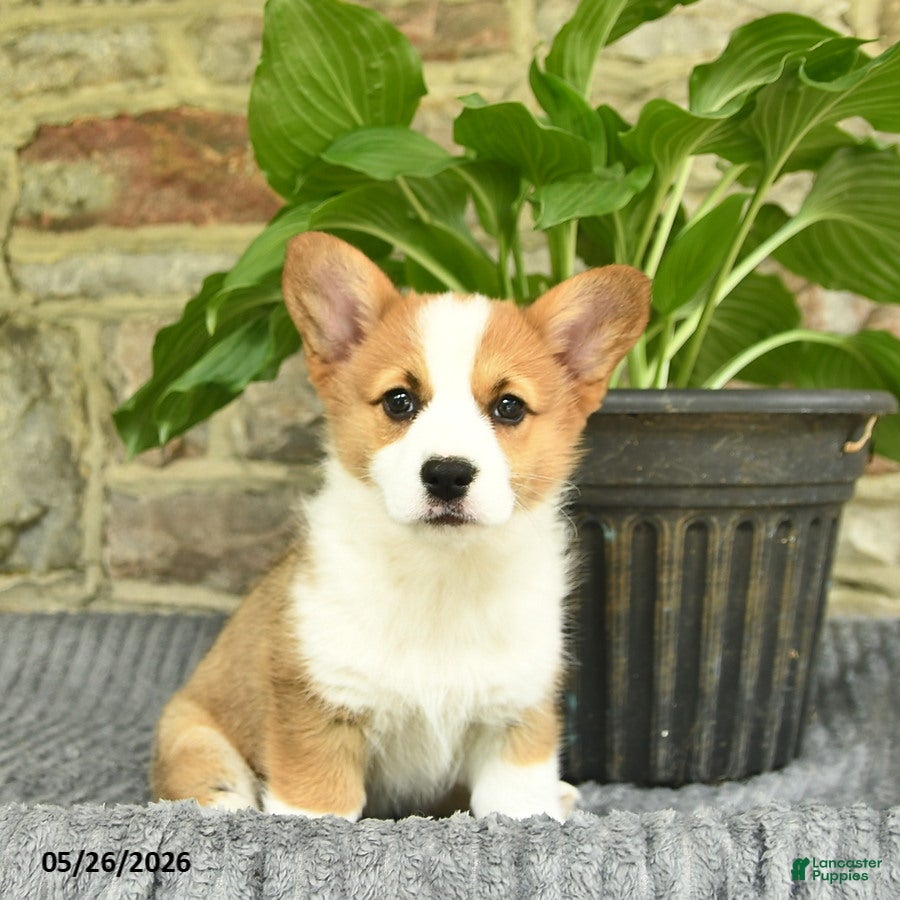 Welsh Corgi Pembroke dogs Sunshine  - Ad 2