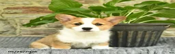 Welsh Corgi Pembroke dogs for sale: Sunshine  - Ad 2