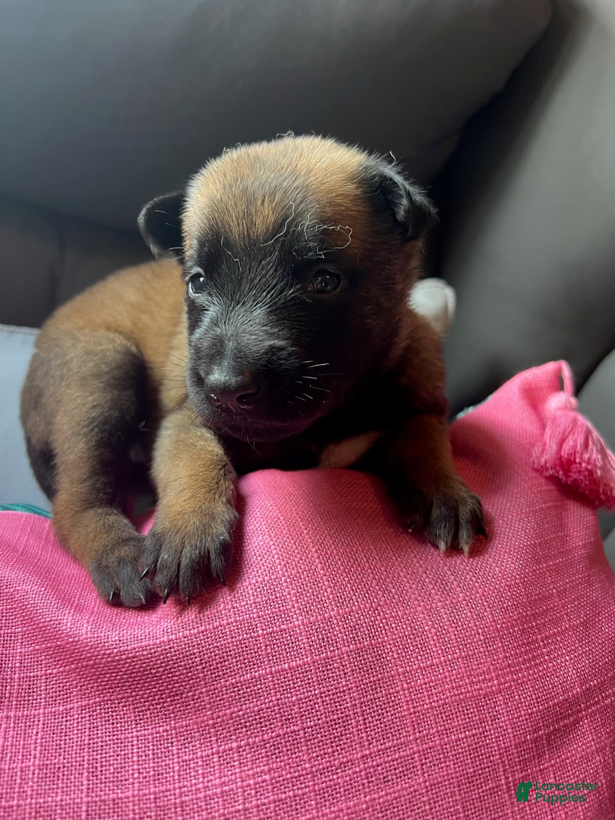Belgian Malinois dogs Girl 2 - Ad 1