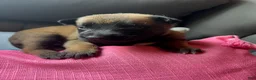 Belgian Malinois dogs for sale: Girl 2 - Ad 1