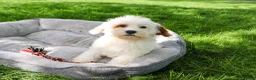 Cavapoo dogs for sale: Shiloh  - Ad 1