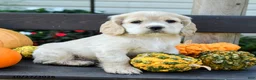 English Cocker Spaniel dogs for sale: Leo - Ad 2