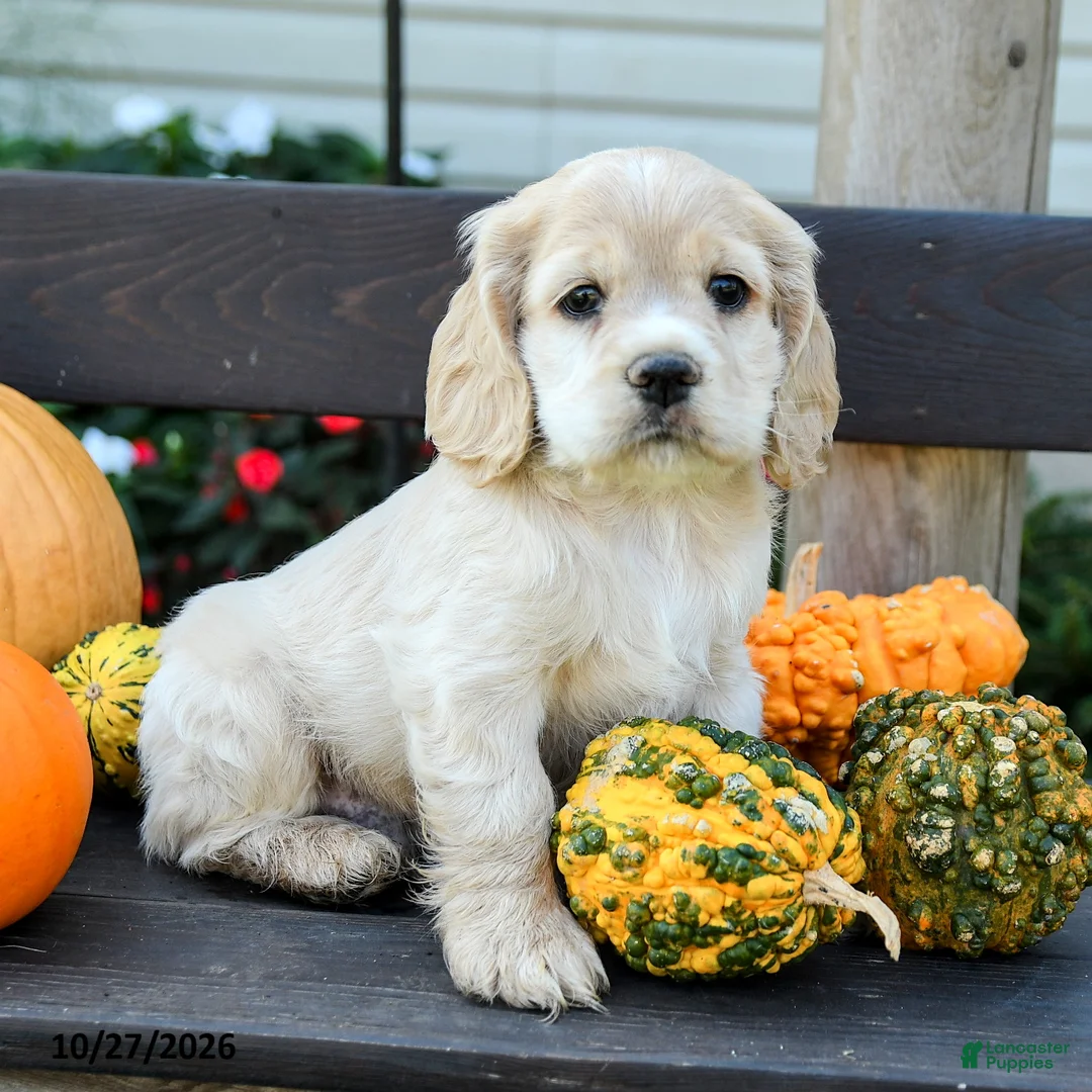 English Cocker Spaniel dogs for sale: Leo - Ad 2