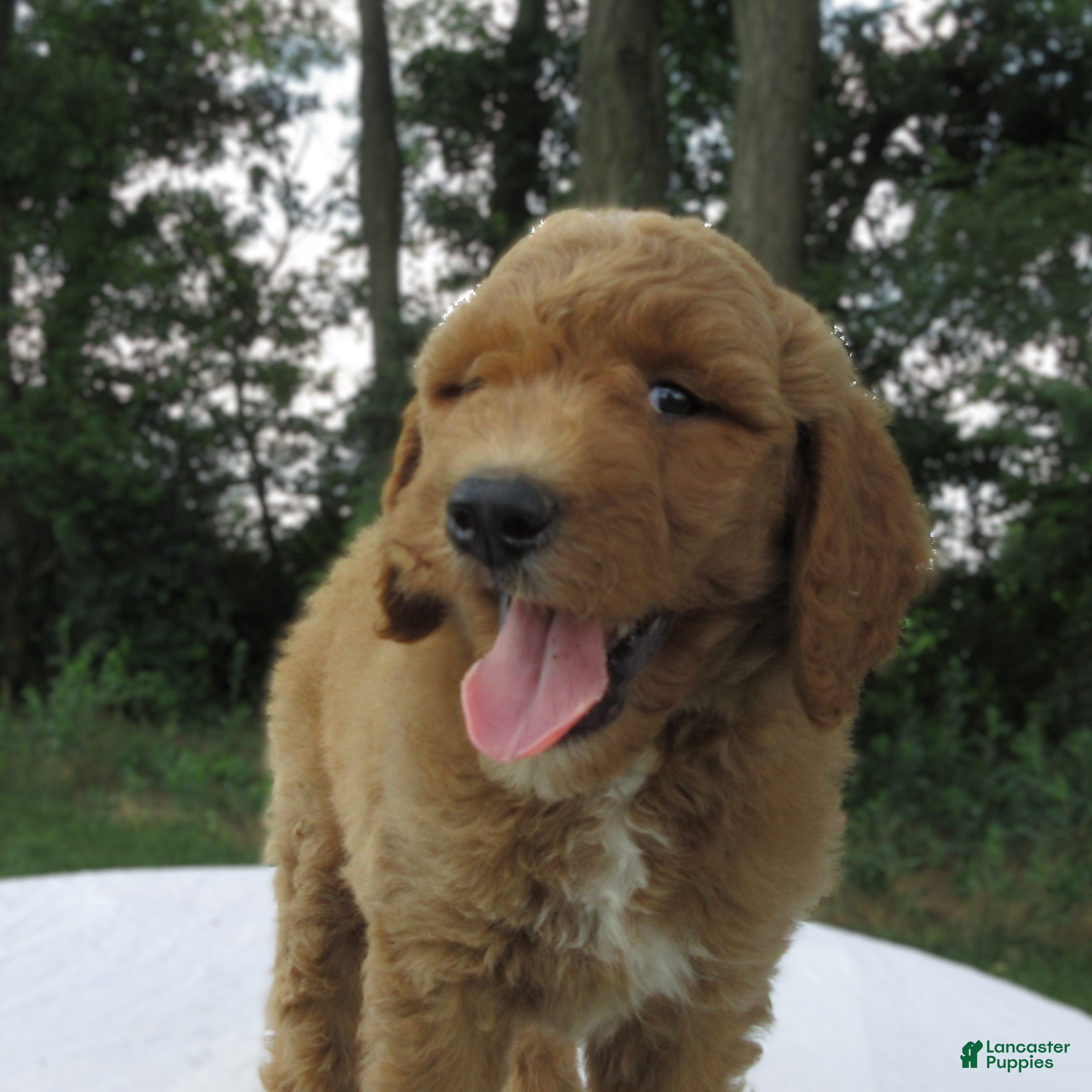 Goldendoodle dogs Thunder - Ad 2