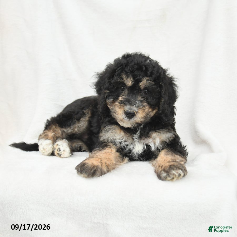 Mini Bernedoodle dogs Minnie - Ad 2