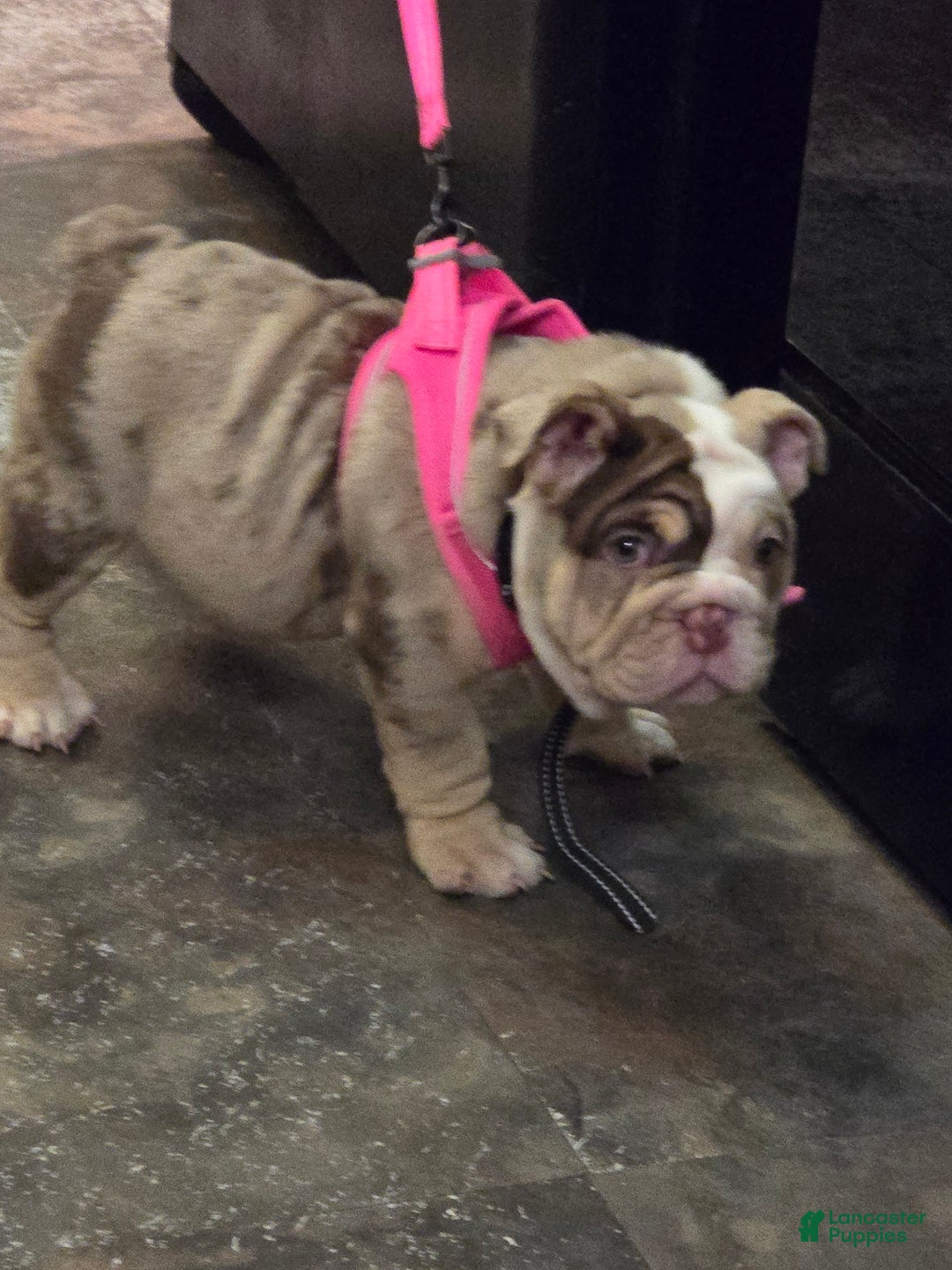 English Bulldog dogs for sale: Chloe - Ad 12