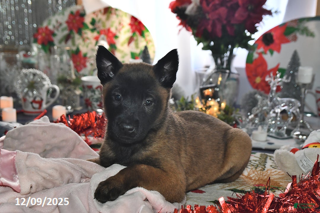 Belgian Malinois dogs for sale: Skye - Ad 4