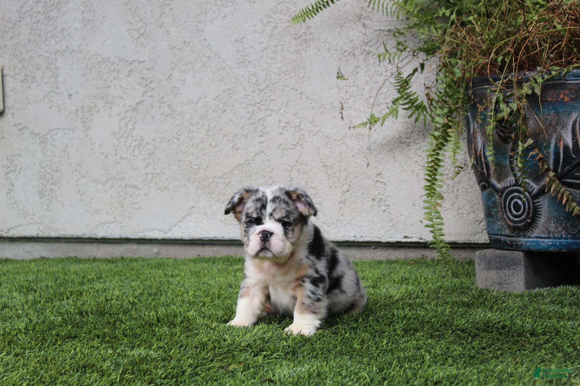 English Bulldog dogs English Bulldog 1 - Ad 2