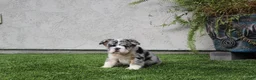 English Bulldog dogs for sale: English Bulldog 1 - Ad 2